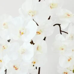 Nikki Chu - Orchid In Black Vase -Zgallerie Deals Store webimage 168213601 DTL