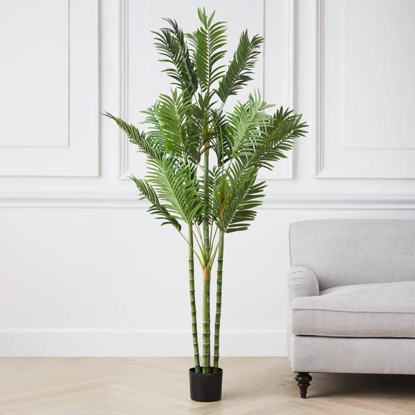 Areca Palm Tree 2 Areca Palm Tree - Image 2