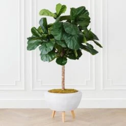 Fiddle Leaf Tree In Bowl
