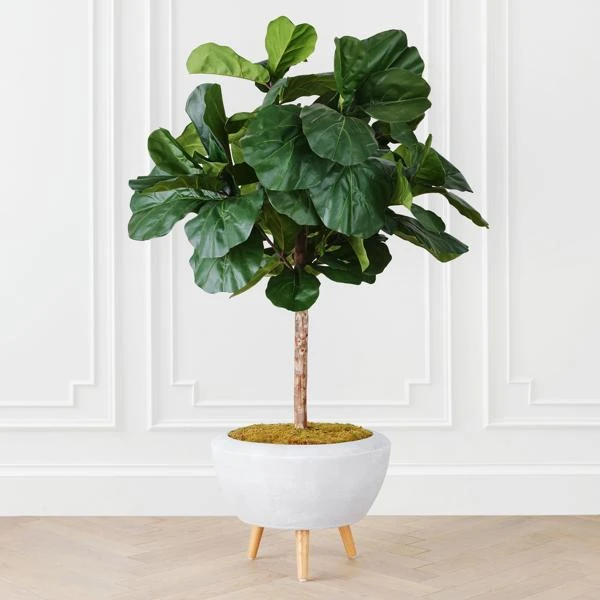 Fiddle Leaf Tree In Bowl 1 Fiddle Leaf Tree In Bowl