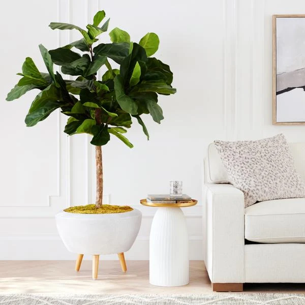 Fiddle Leaf Tree In Bowl 5 Fiddle Leaf Tree In Bowl - Image 5