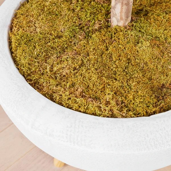 Fiddle Leaf Tree In Bowl 4 Fiddle Leaf Tree In Bowl - Image 4