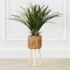 Areca In Wood Stand