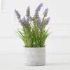 Lavender In Grey Pot