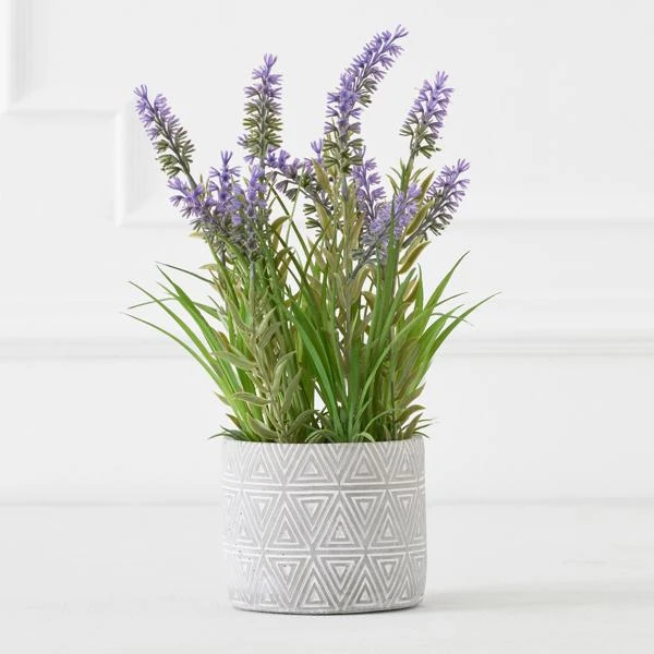 Lavender In Grey Pot 1 Lavender In Grey Pot