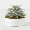 Succulent In White Round Pot