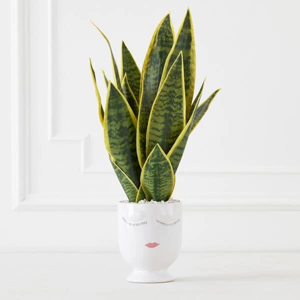Mother In Law's Tongue/Selfie With Vase 1 Mother In Law's Tongue/Selfie With Vase