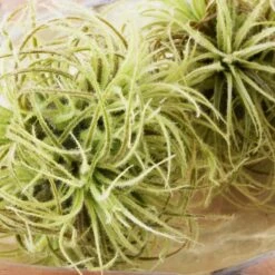 Faux Airplant Sphere -Zgallerie Deals Store webimage 209192558 DTL