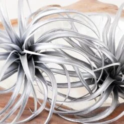 Faux Air Plant -Zgallerie Deals Store webimage 209204773 DTL 1