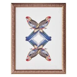 Platycercua Adelaidae