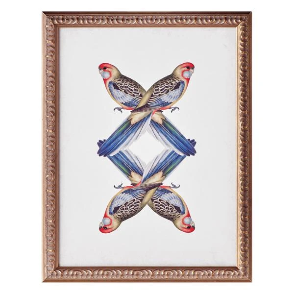 Platycercua Adelaidae 1 Platycercua Adelaidae