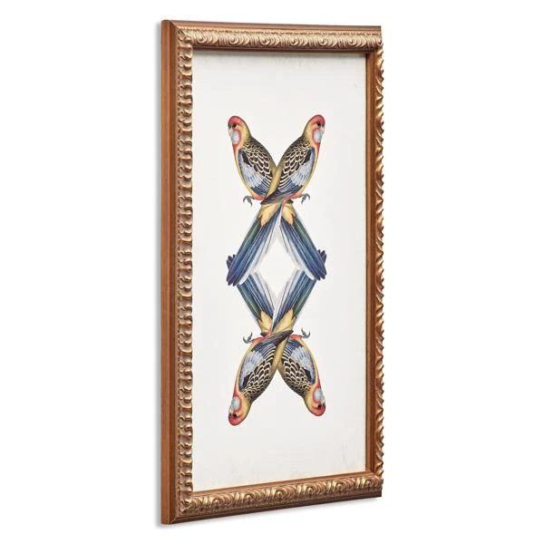 Platycercua Adelaidae 2 Platycercua Adelaidae - Image 2