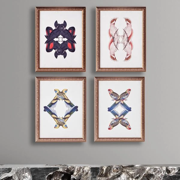 Platycercua Adelaidae 3 Platycercua Adelaidae - Image 3