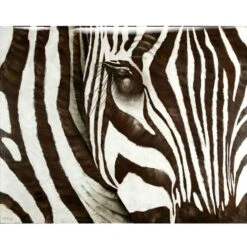 Zebra - Glass Coat